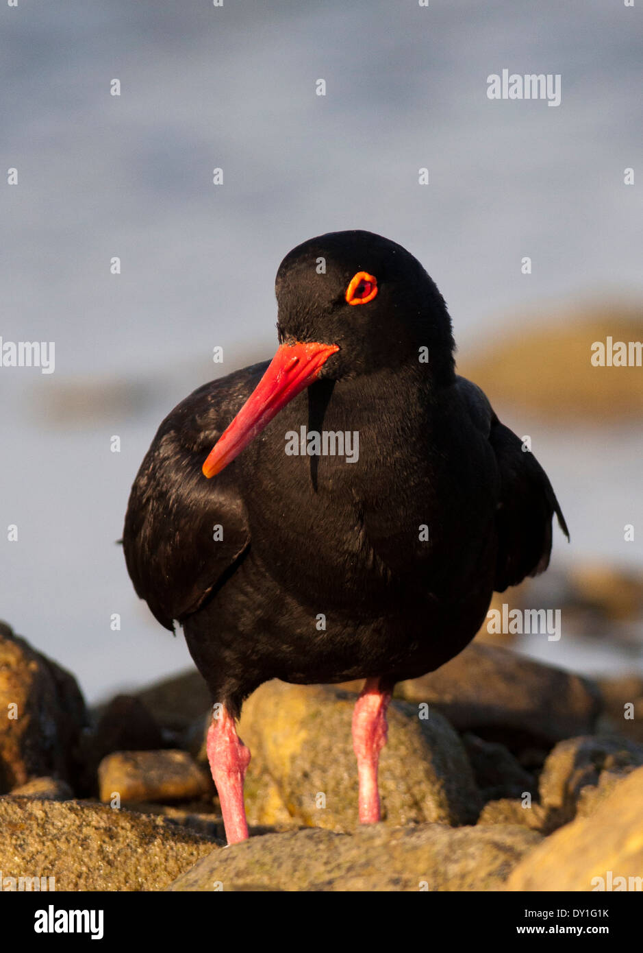 Un africano nero africano (Oystercatcher Haematopus moquini) a Cape Recife, Capo orientale, Sud Africa Foto Stock