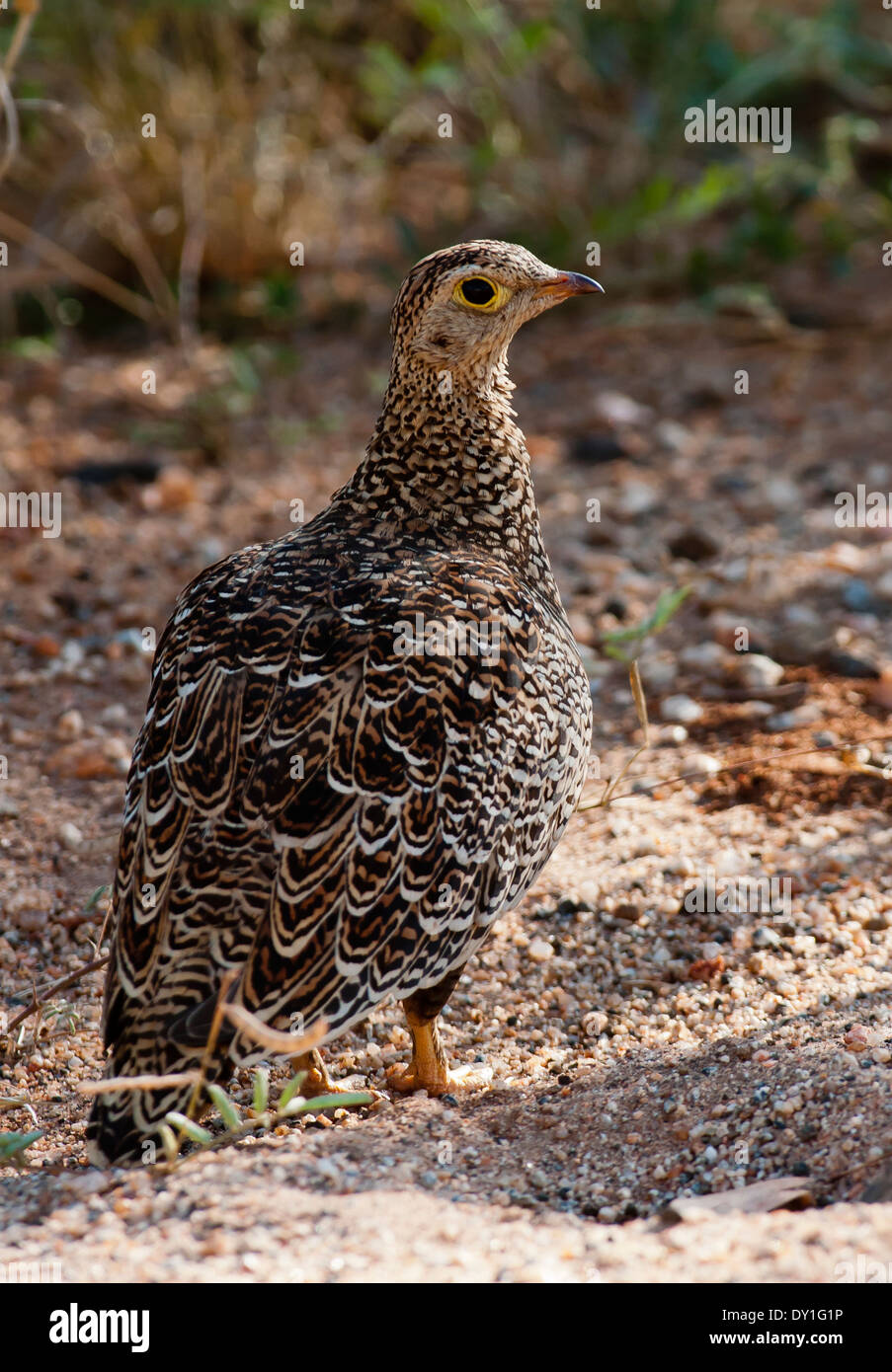 Una femmina doppio Sandgrouse nastrati (Pterocles bicinctus) nel Parco Nazionale di Kruger, Sud Africa Foto Stock