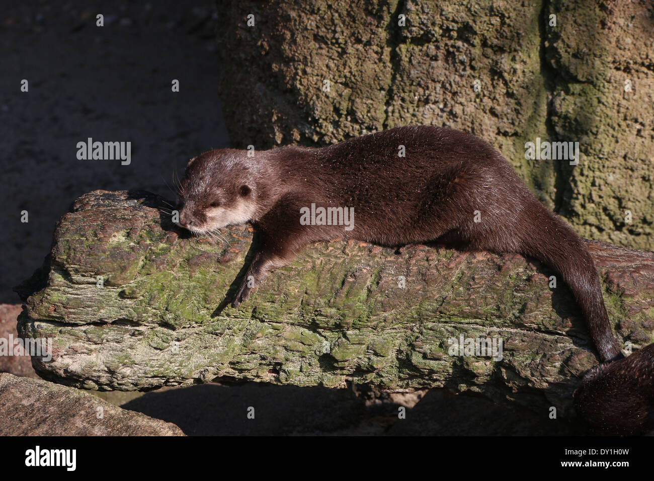 Orientali o Asian piccoli artigli lontra (Aonyx cinereus) a prendere il sole vicino al bordo d'acqua Foto Stock