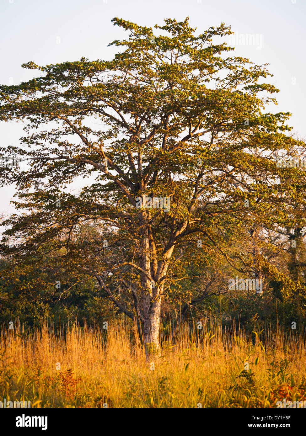 Albero nella prateria fluviale in Bardia National Park, il Nepal Foto Stock