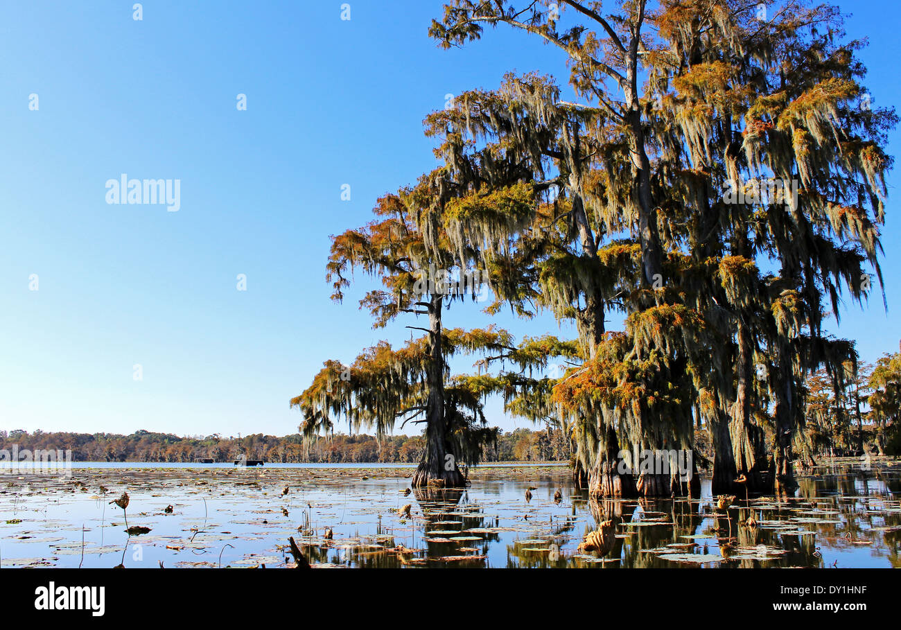 Breaux Bridge palude o zone umide, Lafayette, Louisiana, Stati Uniti d'America Foto Stock