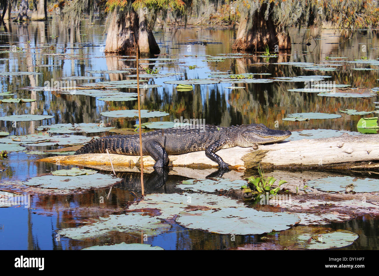 Breaux Bridge palude o zone umide, alligatore, Lafayette, Louisiana, Stati Uniti d'America Foto Stock