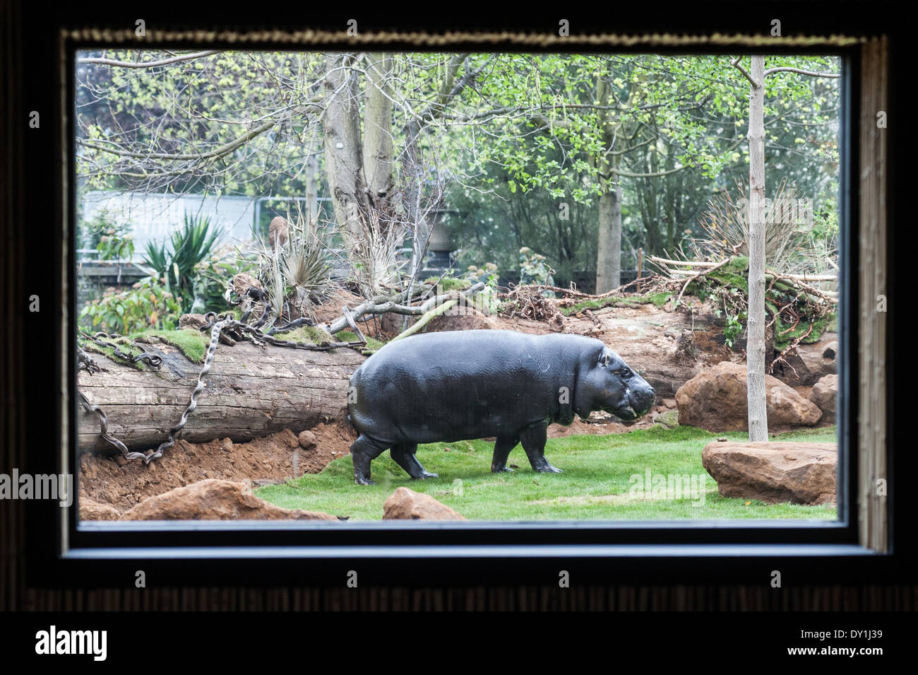 Londra, Regno Unito. 3 Aprile, 2014. Pigmeo di ippopotami, scoprire la loro nuova casa a in Africa allo Zoo di Londra Credito: Piero Cruciatti/Alamy Live News Foto Stock