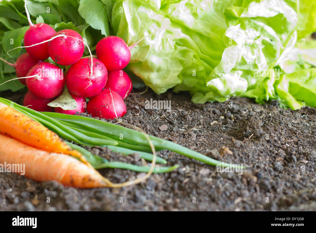Molla di fresca verdura biologica nel terreno il concetto di giardino Foto Stock