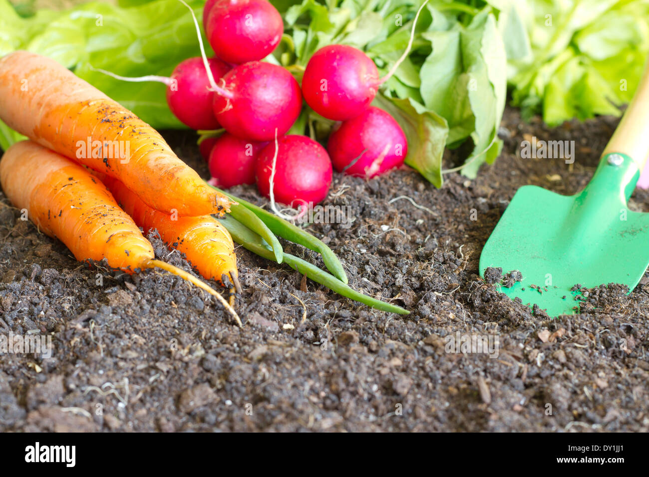 Molla di fresca verdura biologica nel terreno il concetto di giardino Foto Stock