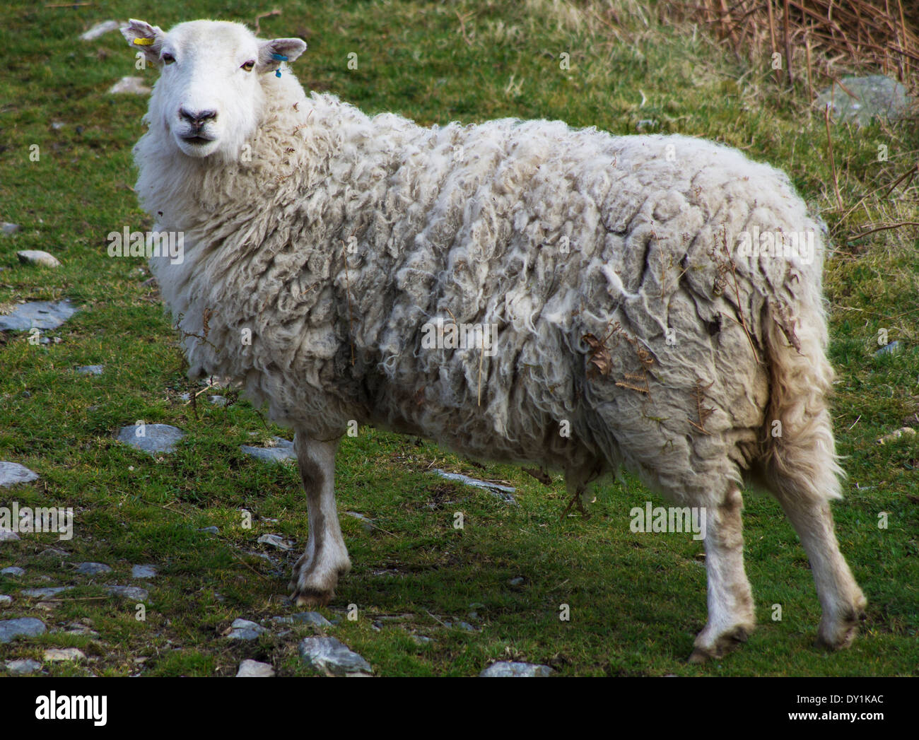 Pecora in piedi la Welsh montagne. Foto Stock