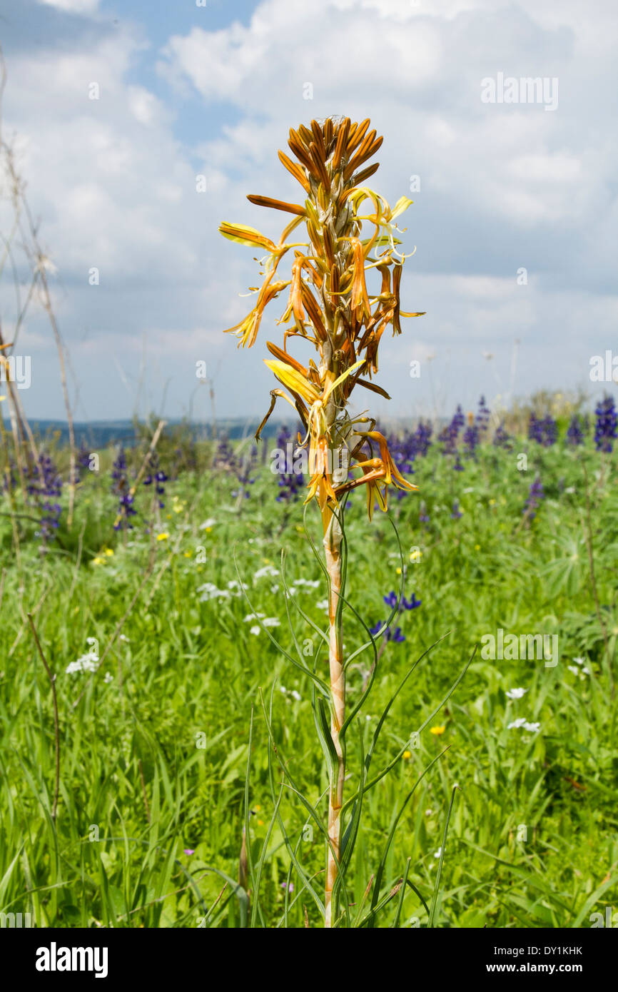 Asphodeline lutea (King's Spear, asfodelo giallo) - giallo fiore di primavera in campo, Israele Foto Stock