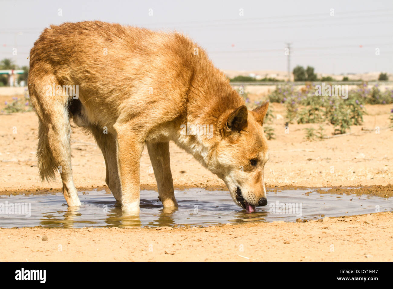 Cane bruno beve l'acqua da una pozzanghera nel deserto Foto Stock