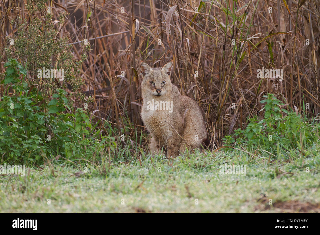 Jungle Cat (Felis chaus) nel selvaggio. A volte chiamato Reed Cat o palude Lynx. Fotografato in Israele nel selvaggio Foto Stock