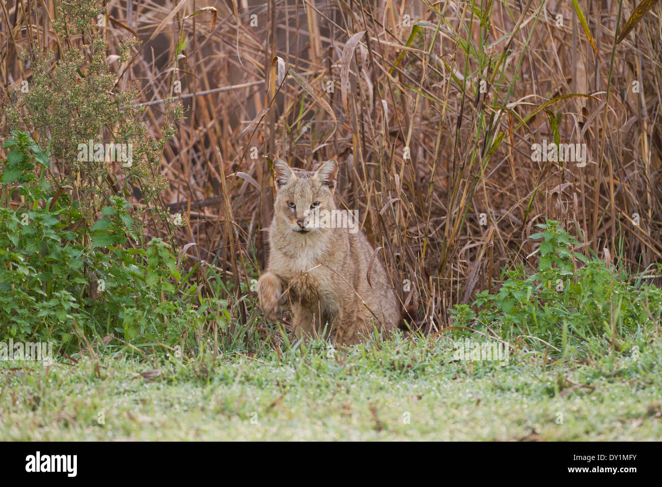 Jungle Cat (Felis chaus) nel selvaggio. A volte chiamato Reed Cat o palude Lynx. Fotografato in Israele nel selvaggio Foto Stock