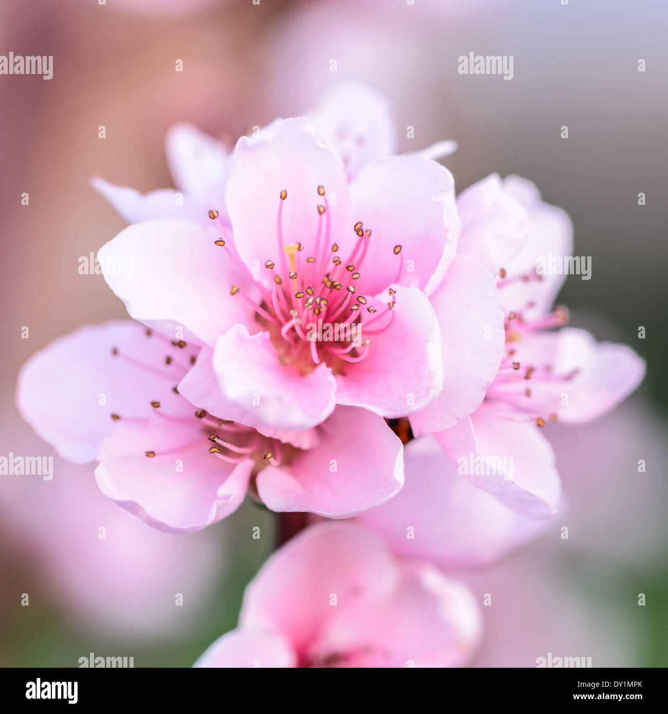 Peach bloom close up Foto Stock