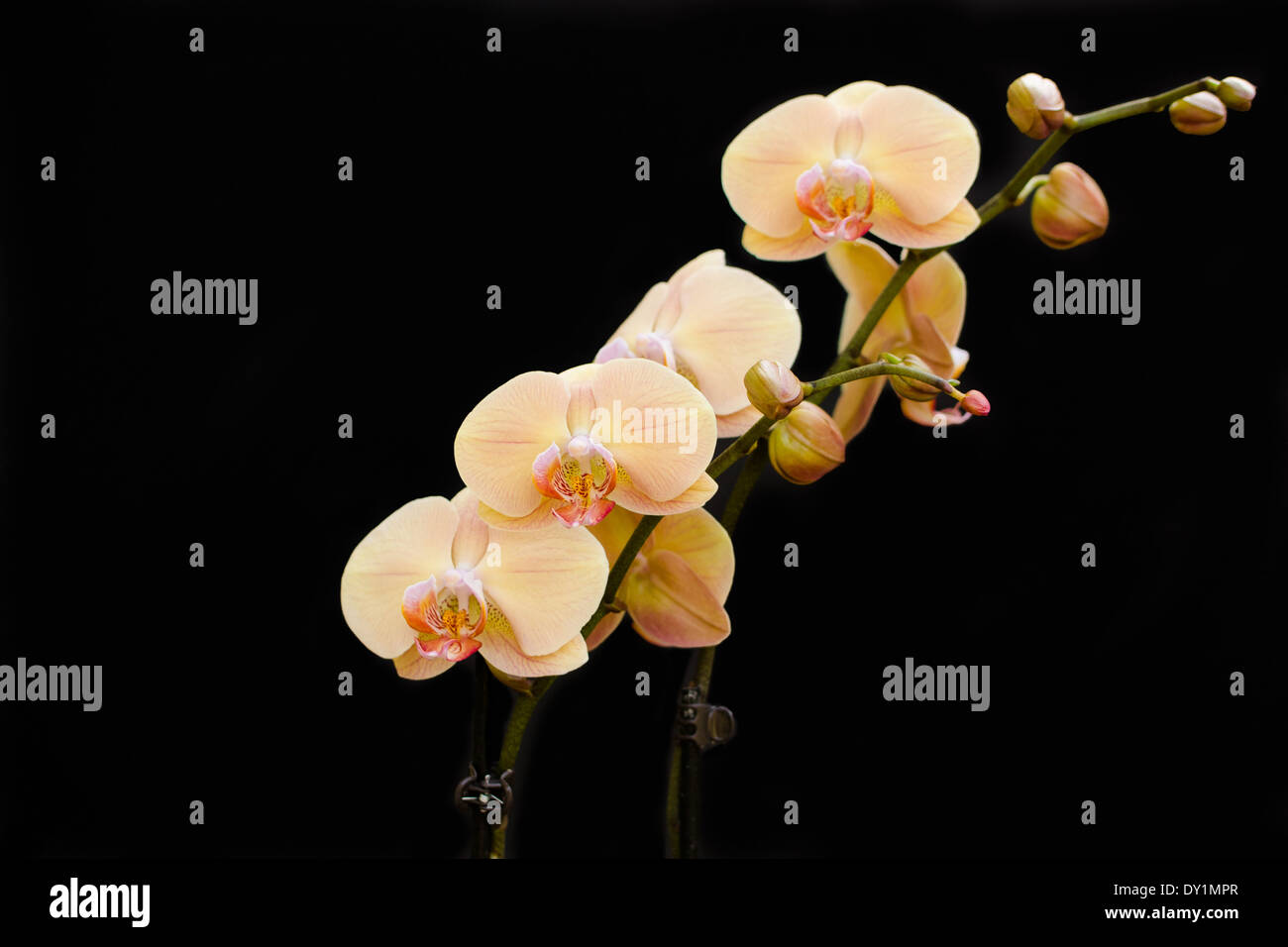 Luce arancione orchid davanti a uno sfondo nero Foto Stock