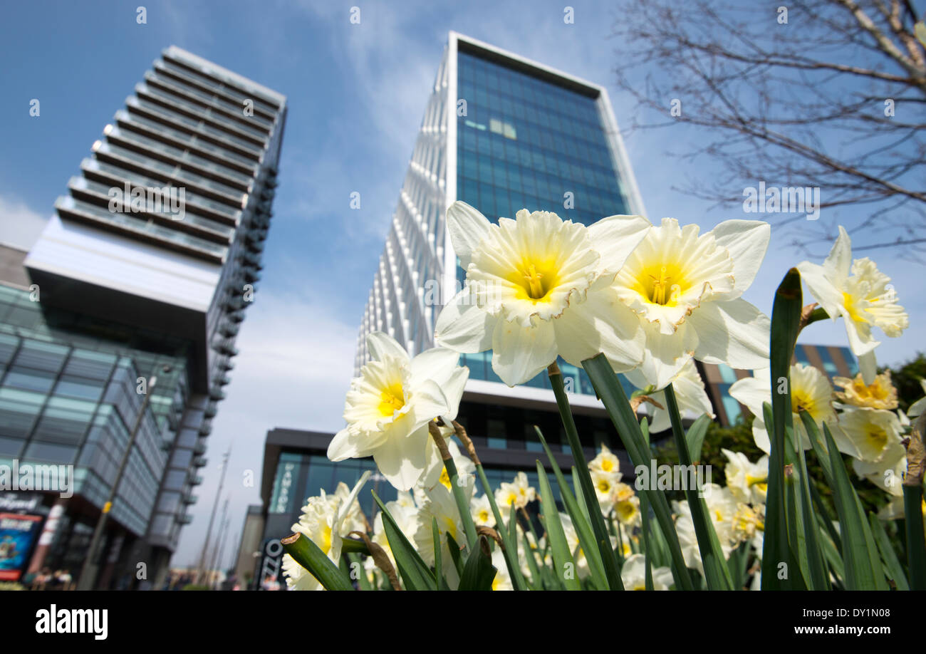 Fiori di Primavera a Media City Salford Quays, Manchester Inghilterra England Regno Unito Foto Stock