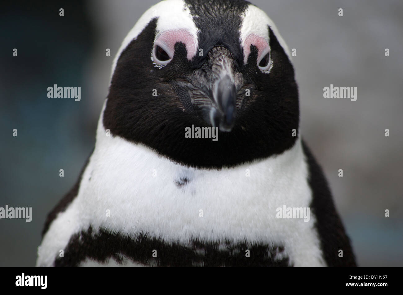 Africa / dei pinguini Jackass Penguin, lo Zoo di Ueno, Tokyo, Giappone Foto Stock