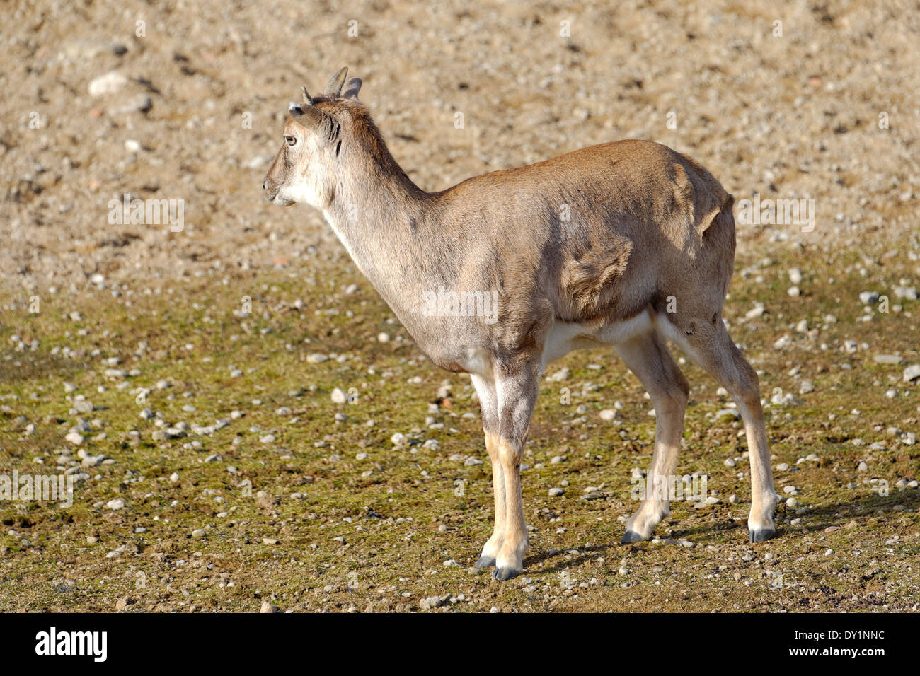 Muflone (Ovis aries gmelini) è un gruppo di sottospecie della pecora selvatica Ovis orientalis. Foto Stock