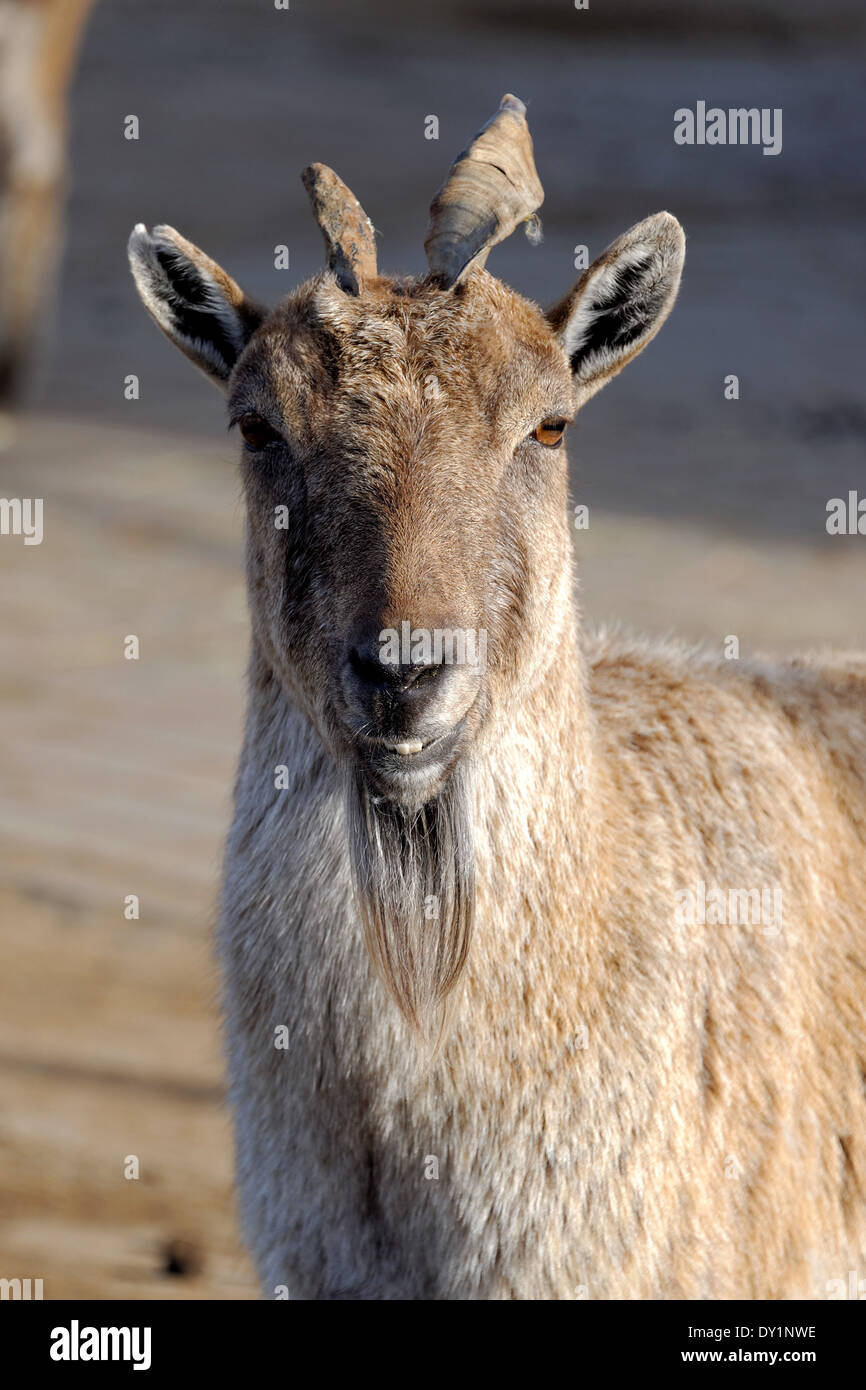 Bukharan Markhor, noto anche come Turkomen Markhor o Markhor Tadjik (Capra falconeri heptneri) è in via di estinzione di capra e antilopi. Foto Stock