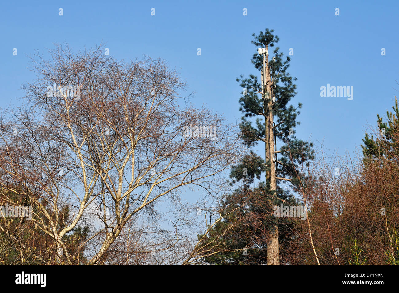 Mobile phone mast dissimulata come un pino vicino Dibden Purlieu sul bordo della New Forest, Hampshire, Regno Unito. Foto Stock