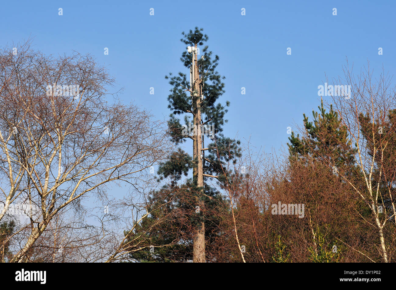 Mobile phone mast dissimulata come un pino vicino Dibden Purlieu sul bordo della New Forest, Hampshire, Regno Unito. Foto Stock