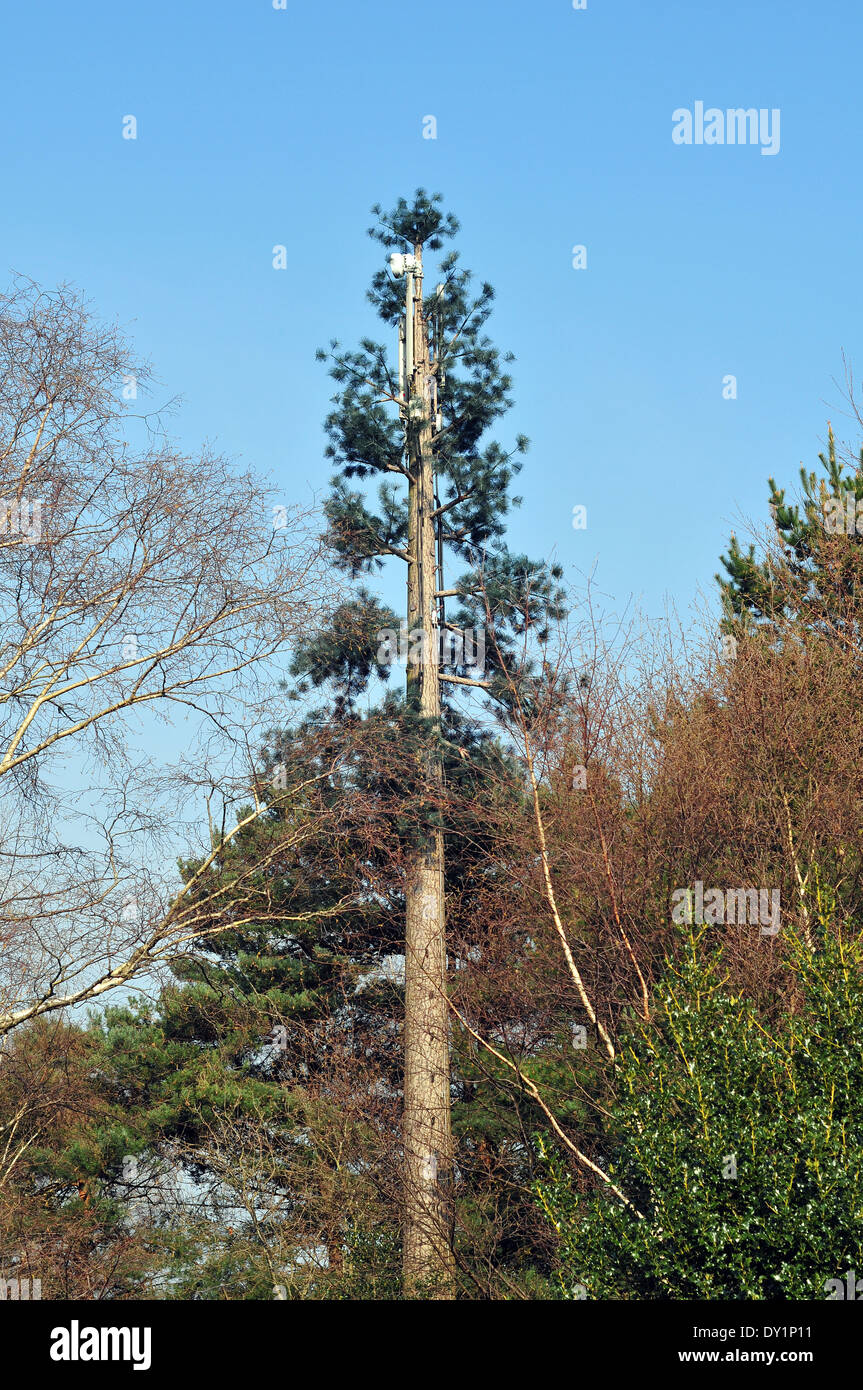 Mobile phone mast dissimulata come un pino vicino Dibden Purlieu sul bordo della New Forest, Hampshire, Regno Unito. Foto Stock