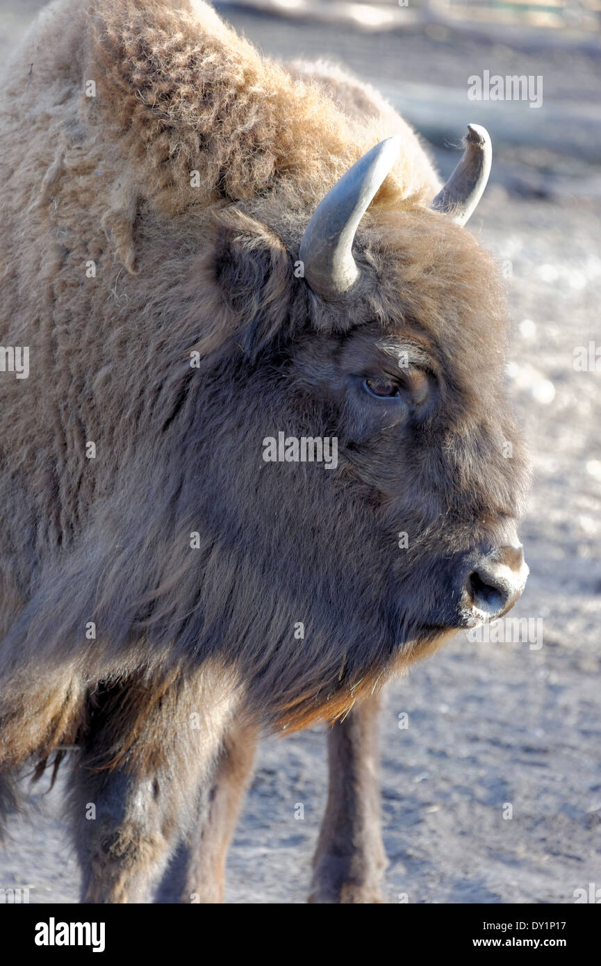 Il bisonte europeo (Bison bonasus), noto anche come wisent o il legno europea bison, è una specie Eurasiatica di bison. Foto Stock