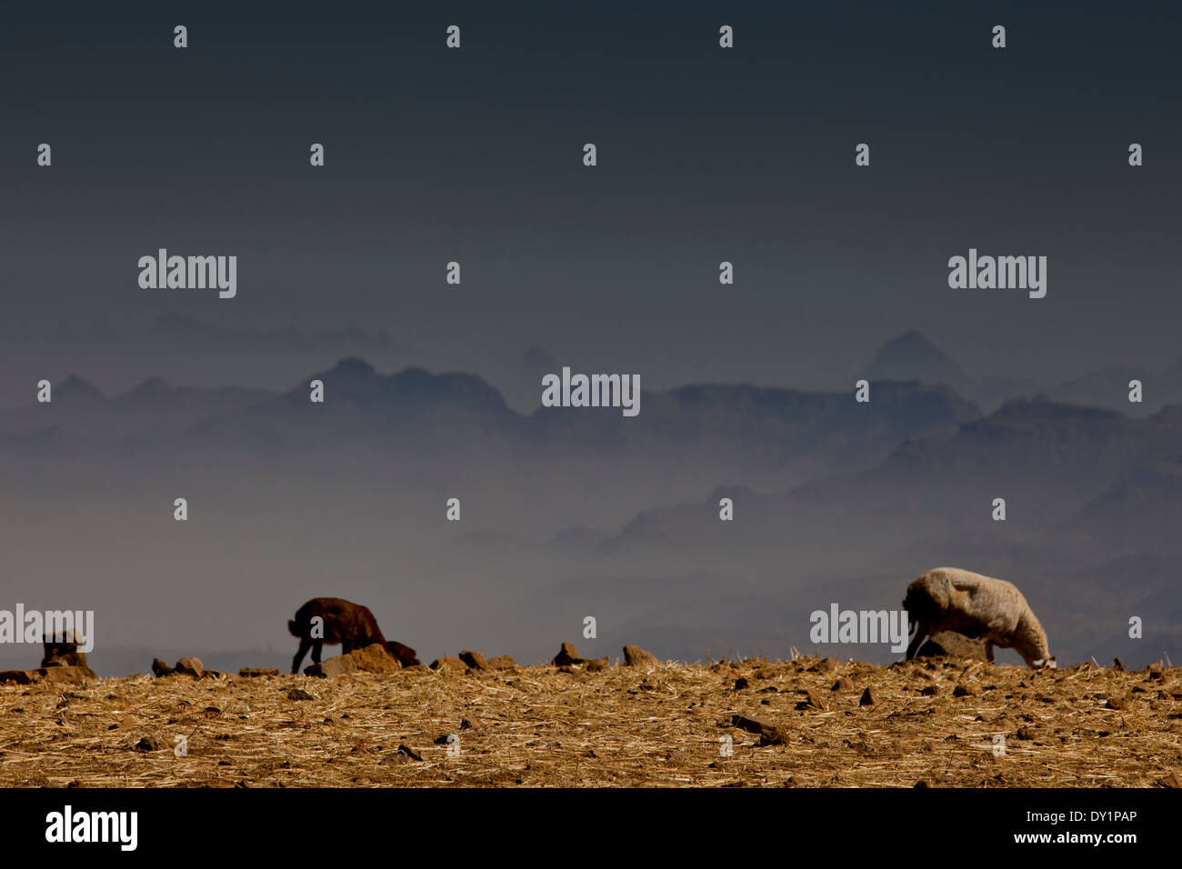 African mountain vista Misty Blue Sky pecore al pascolo Foto Stock