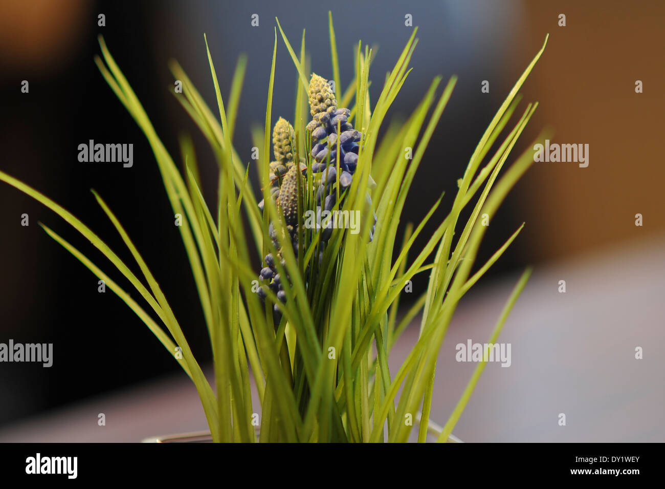 Die Hyazinthen (Hyacinthus) Foto Stock
