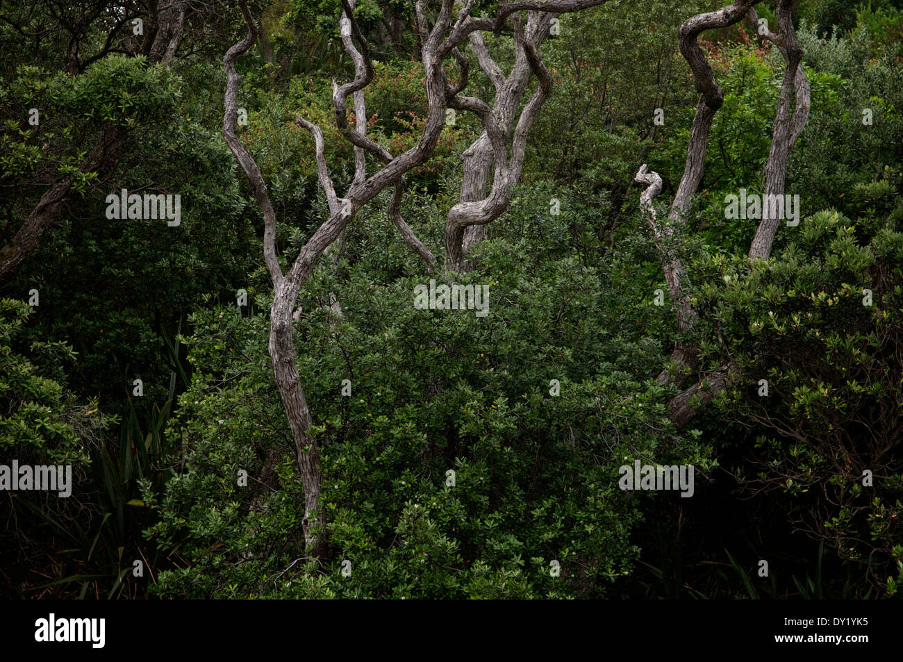 Alberi Pohutukawa tra arbusti a spiaggia dell' acqua calda sulla Penisola di Coromandel, Nuova Zelanda. Foto Stock