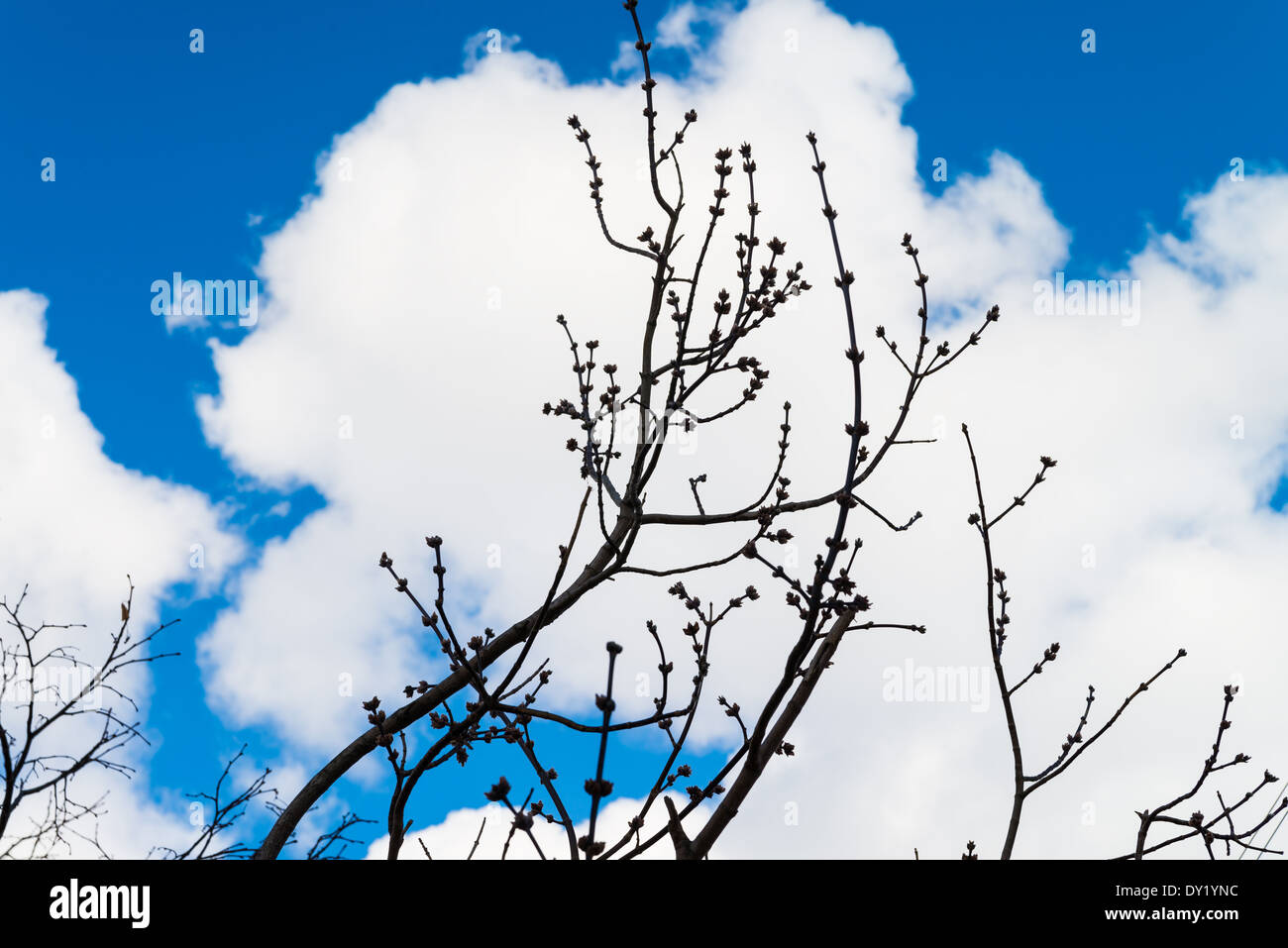 Arca alberi sullo sfondo del cielo blu e nuvole bianche Foto Stock
