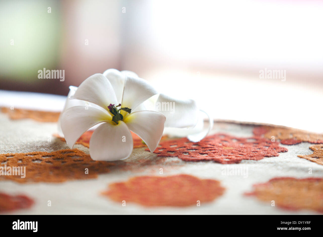 Bianco fiore di frangipani su un letto Foto Stock