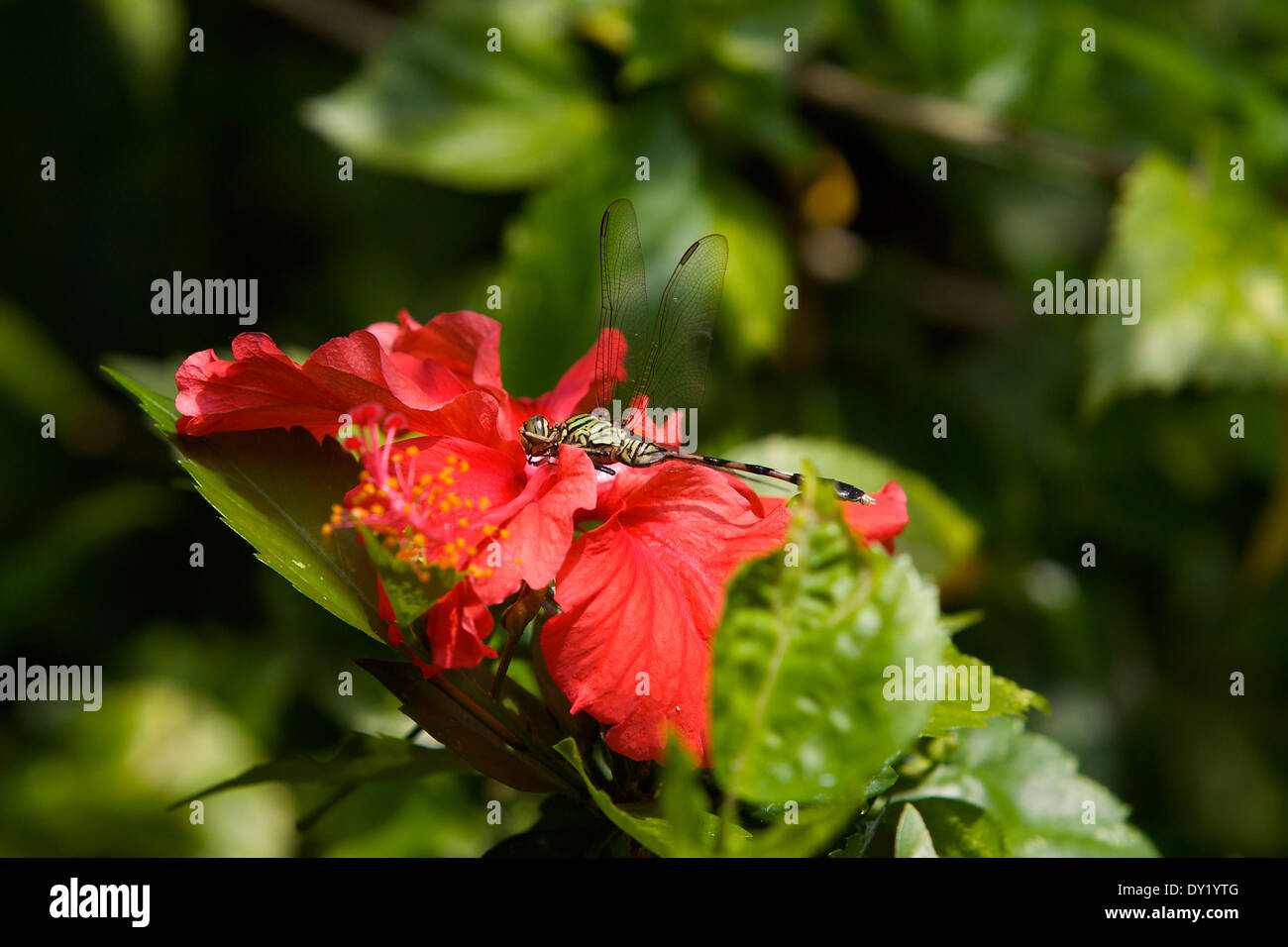 Dragonfly su un rosso di fiori di ibisco Foto Stock