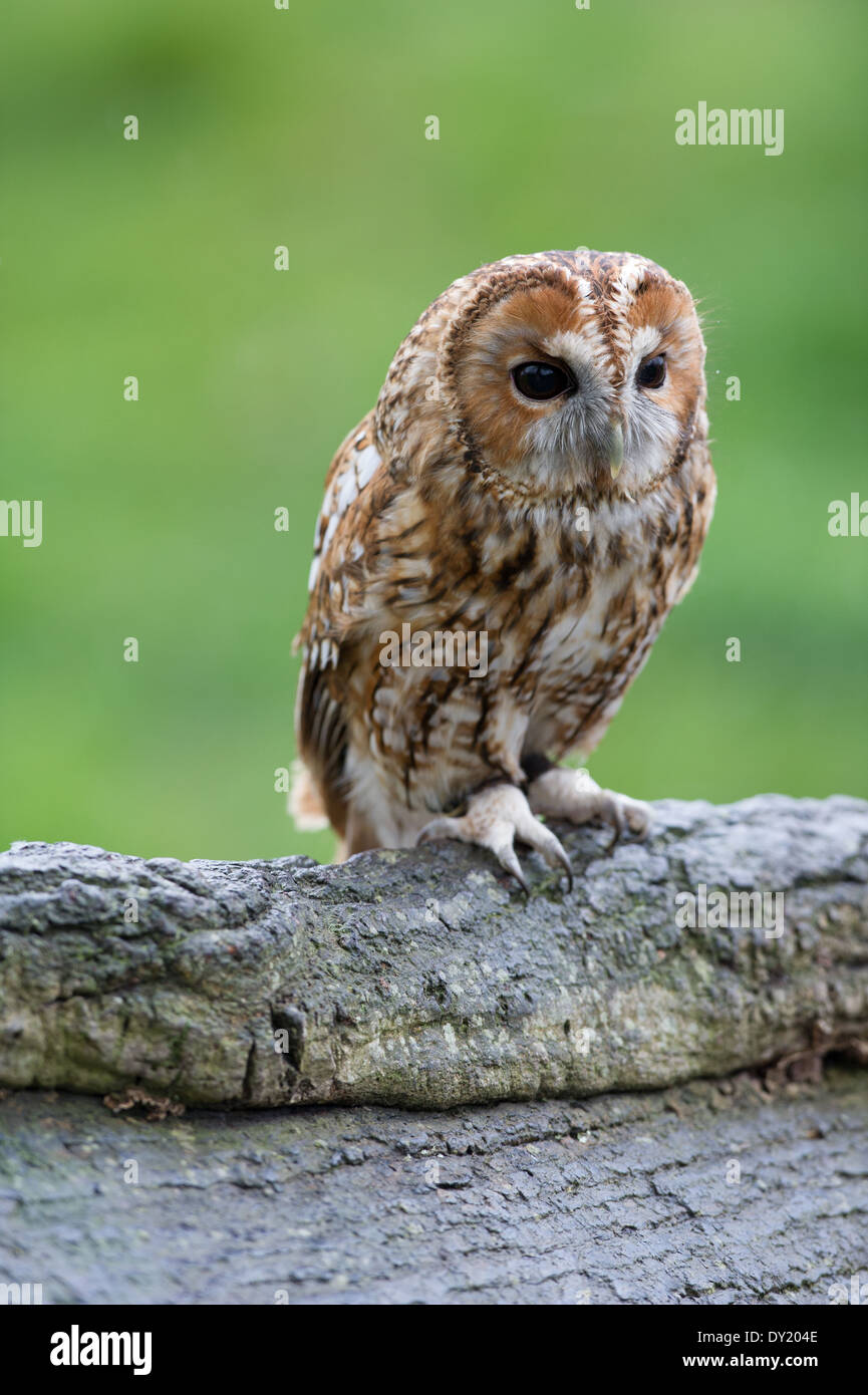 Allocco (Strix aluco) Foto Stock