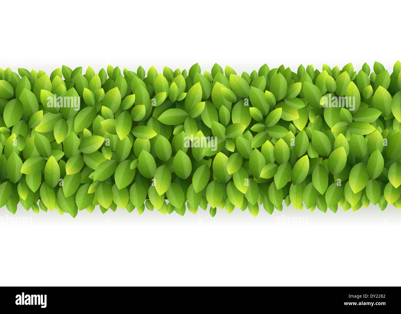 Fresche foglie verde linea Foto Stock