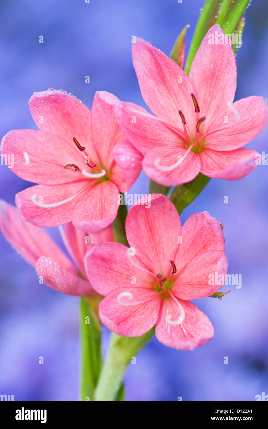 Schizostylis coccinea 'Fenland Alba', Kaffir Lily. Perenni, settembre, l'autunno. Rosa salmone fiori. Foto Stock