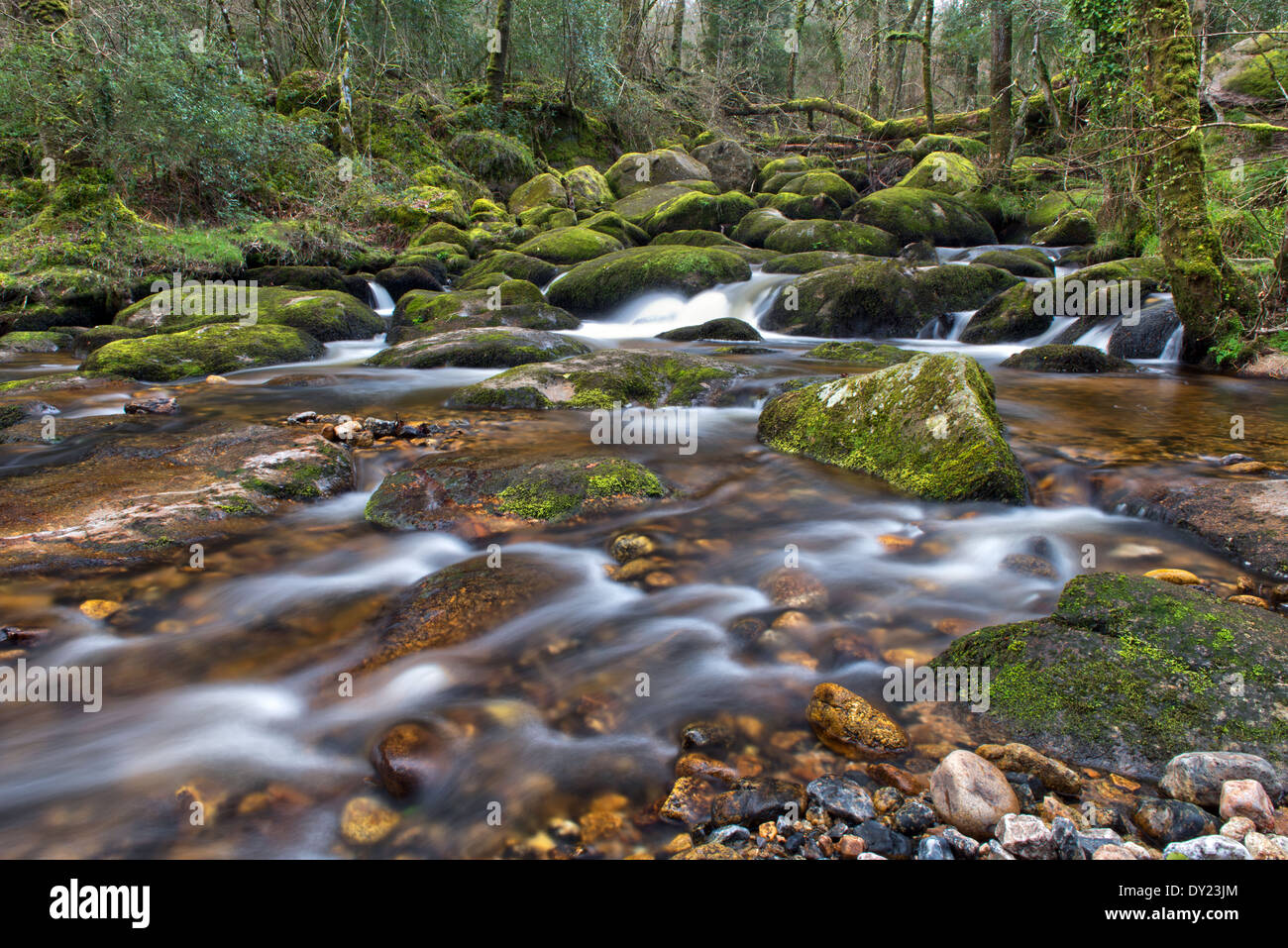 Becky Falls Woodland Park e il sentiero natura, ( Becka scende), Manaton, Newton Abbott, Parco Nazionale di Dartmoor, Devon, Inghilterra, Regno Unito Foto Stock