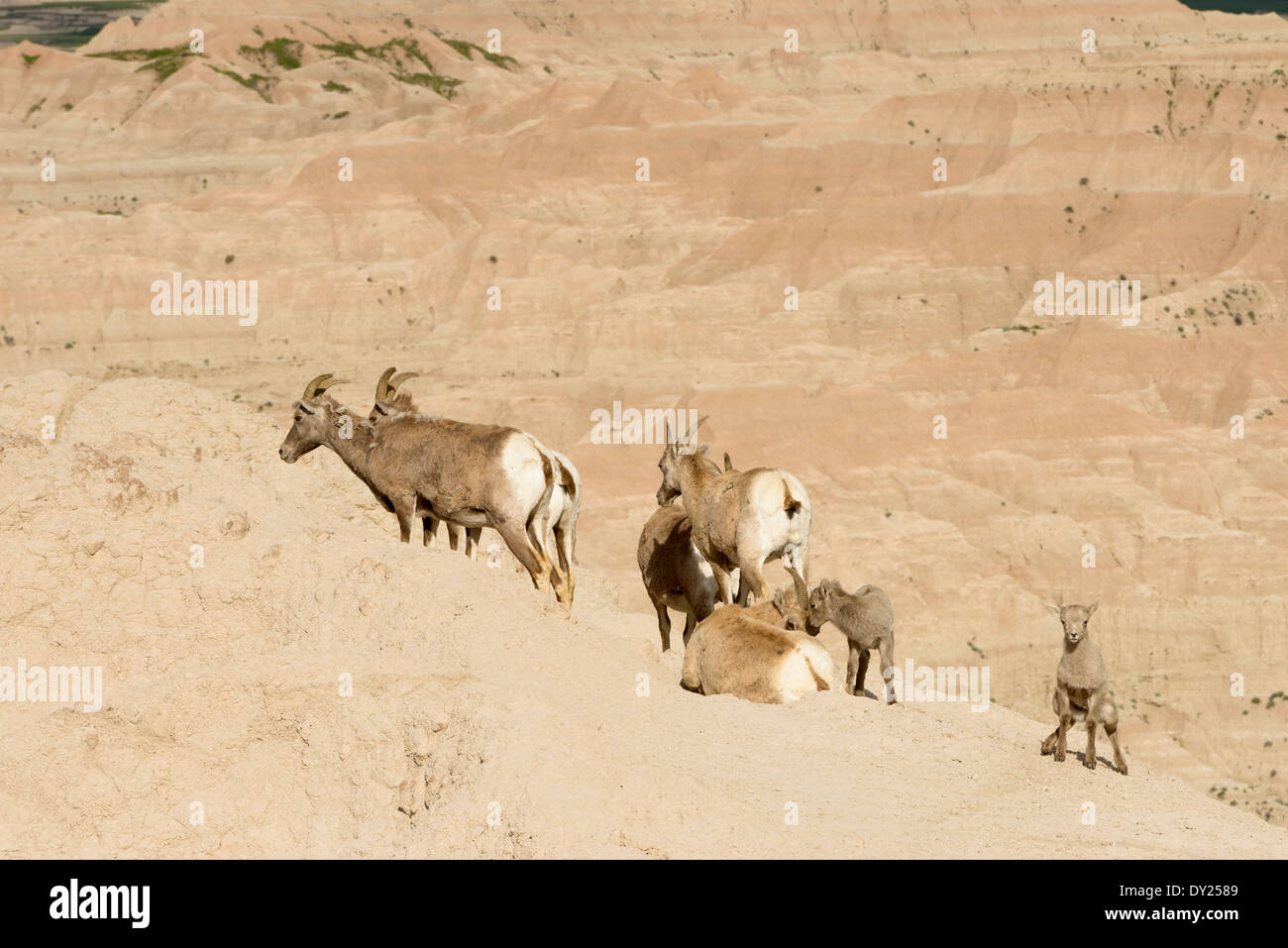 Bighorn nel Parco nazionale Badlands. Foto Stock