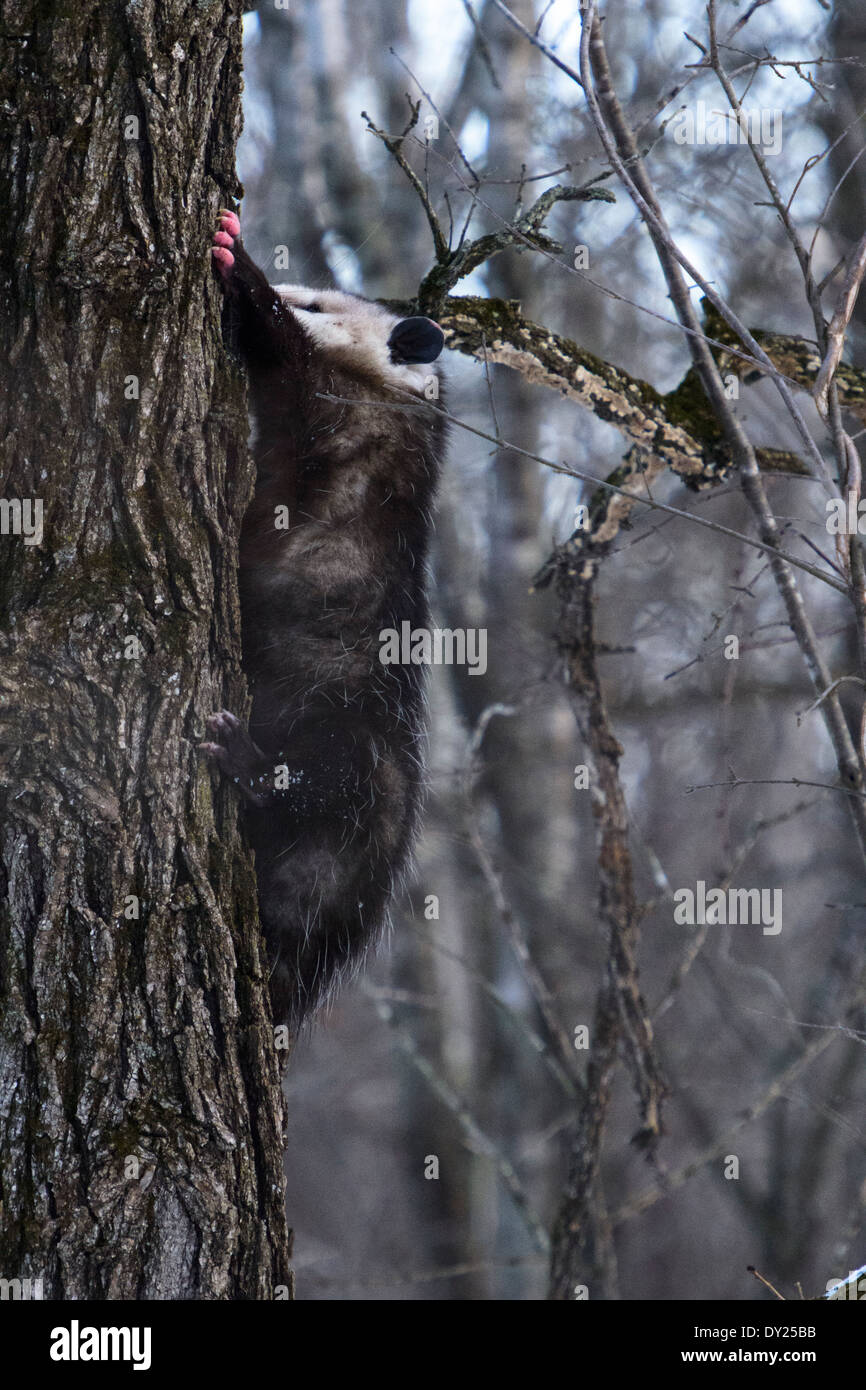 Wild Virginia opossum, Didelphis virginiana di arrampicarsi su un albero. Foto Stock