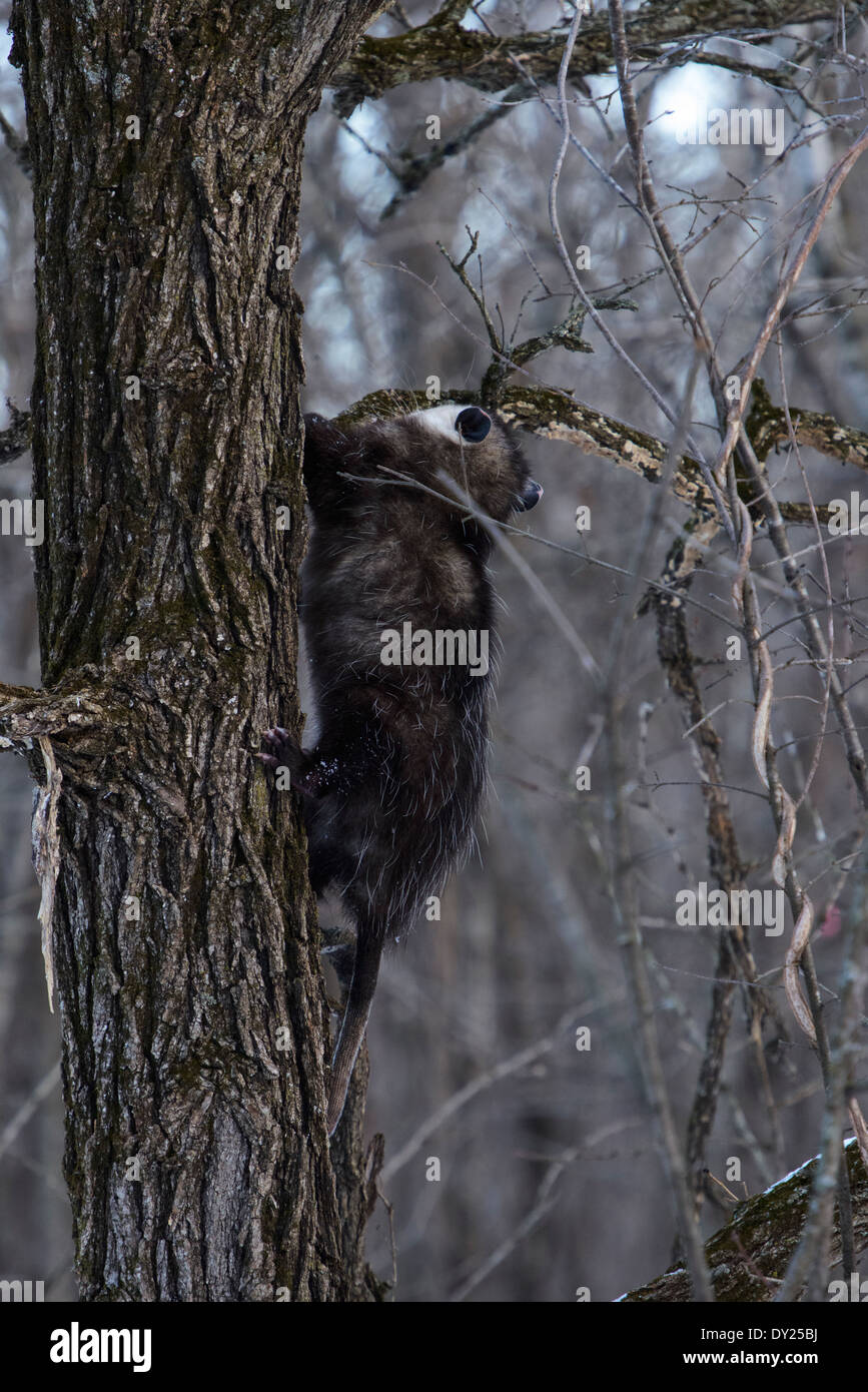 Wild Virginia opossum, Didelphis virginiana di arrampicarsi su un albero. Foto Stock