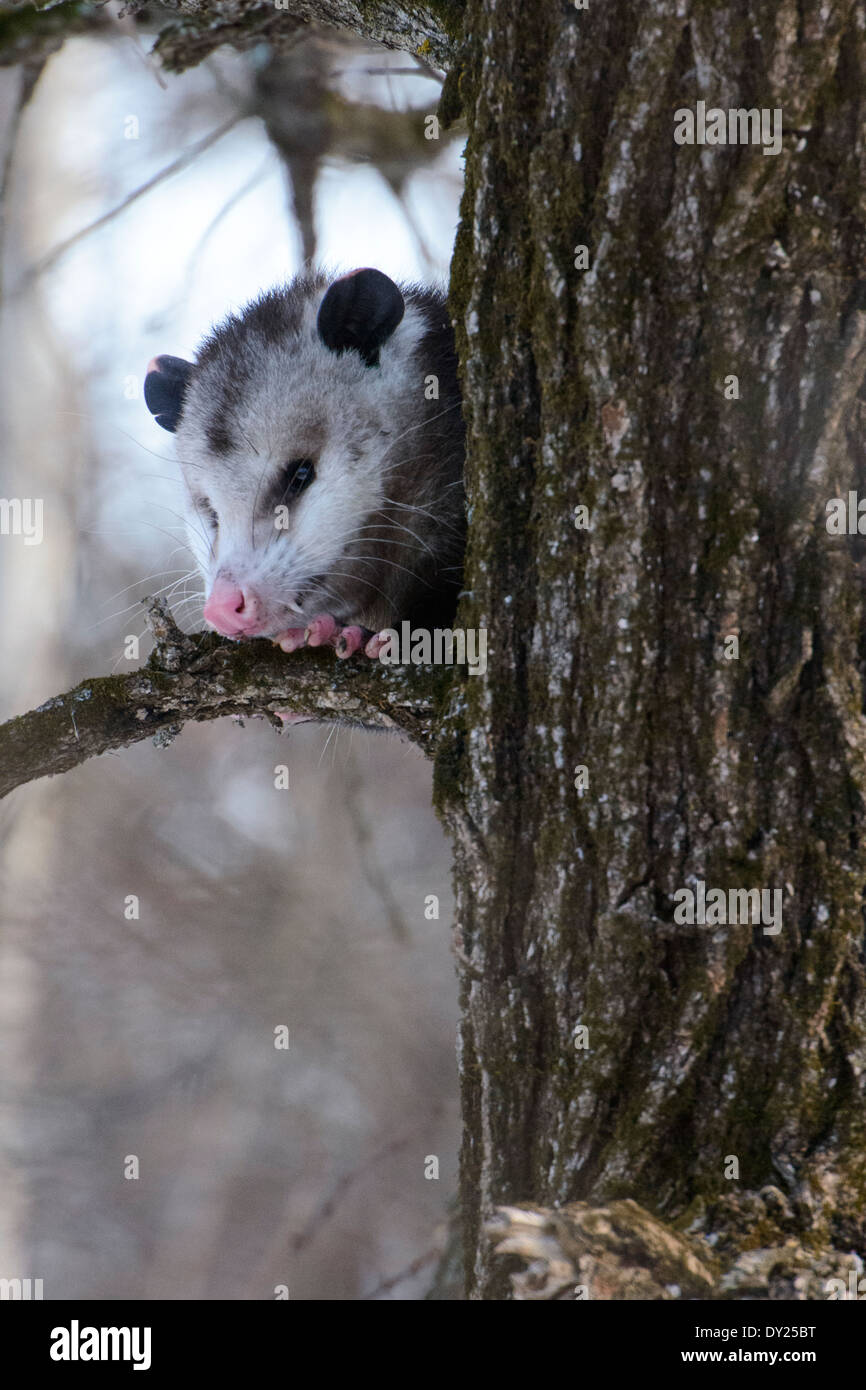 Wild Virginia opossum, Didelphis virginiana in una struttura ad albero. Foto Stock
