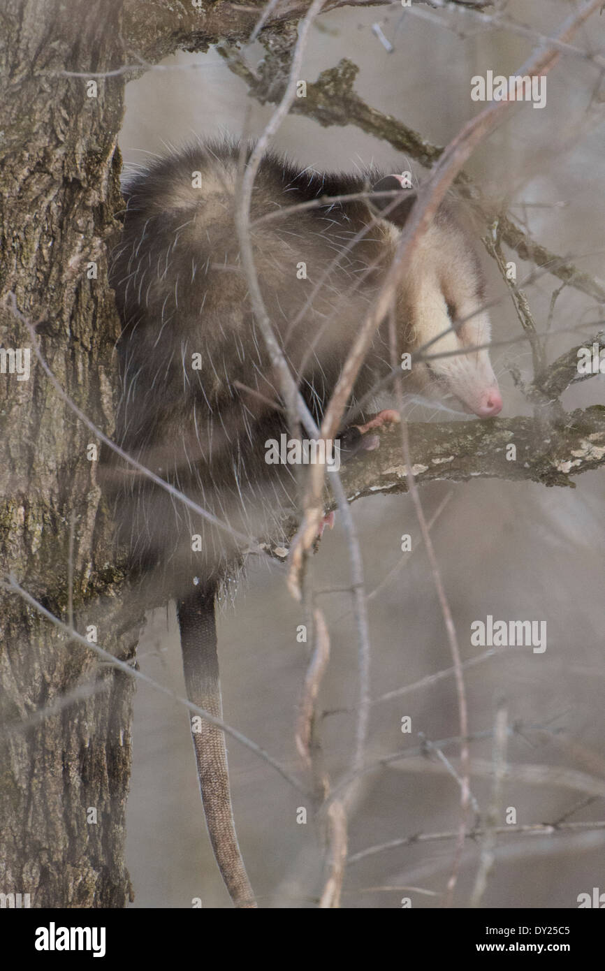 Wild Virginia opossum, Didelphis virginiana in una struttura ad albero. Foto Stock
