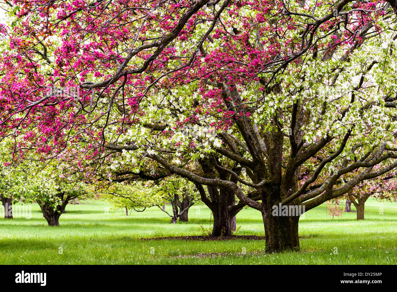 Bianco e rosa fiori di Apple presso l'Università di Minnesota Landscape Arboretum in primavera. Foto Stock