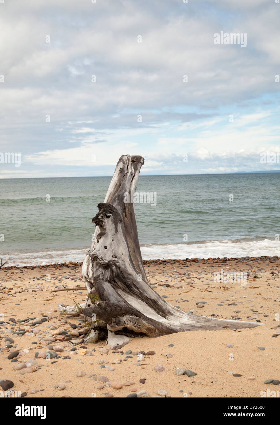 Driftwood nella forma di un gallo, sulla spiaggia di coregone punto. Foto Stock