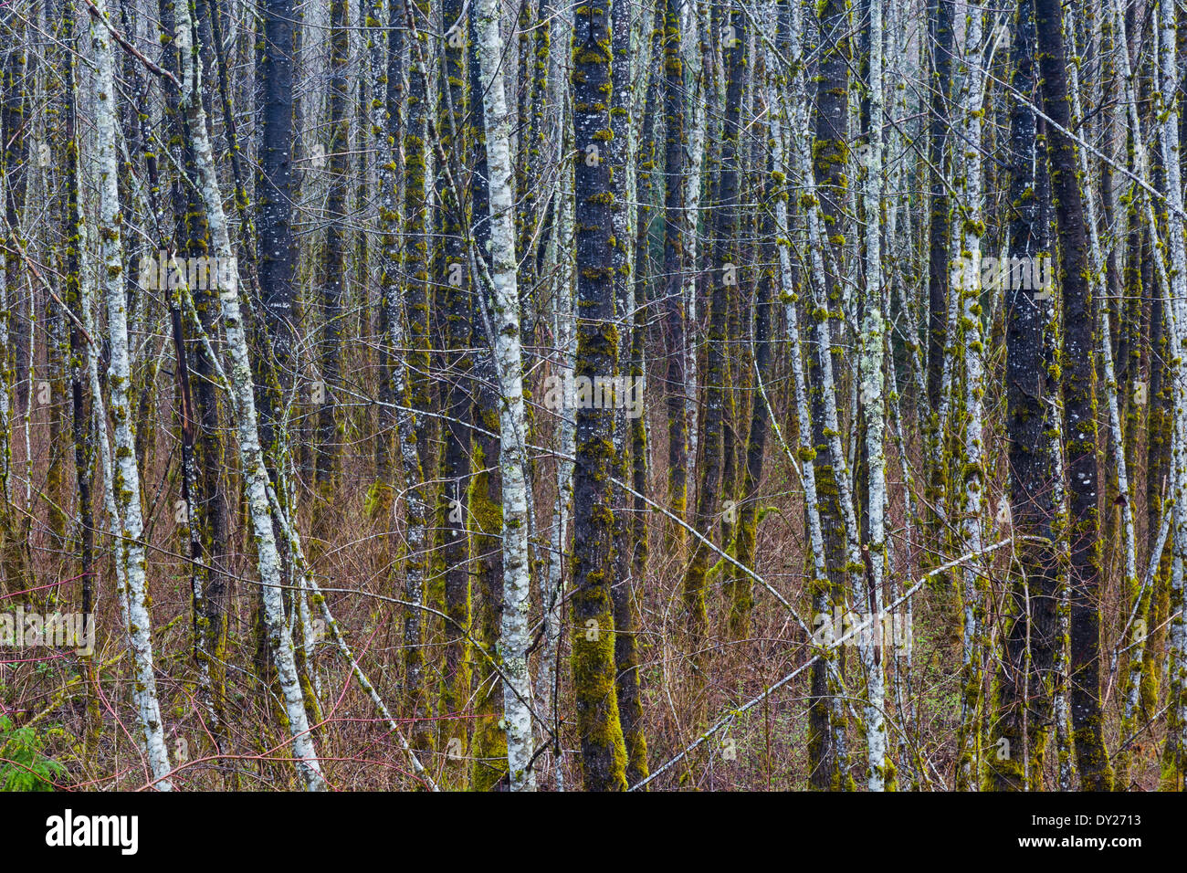 Fitto bosco di latifoglie in primavera Foto Stock