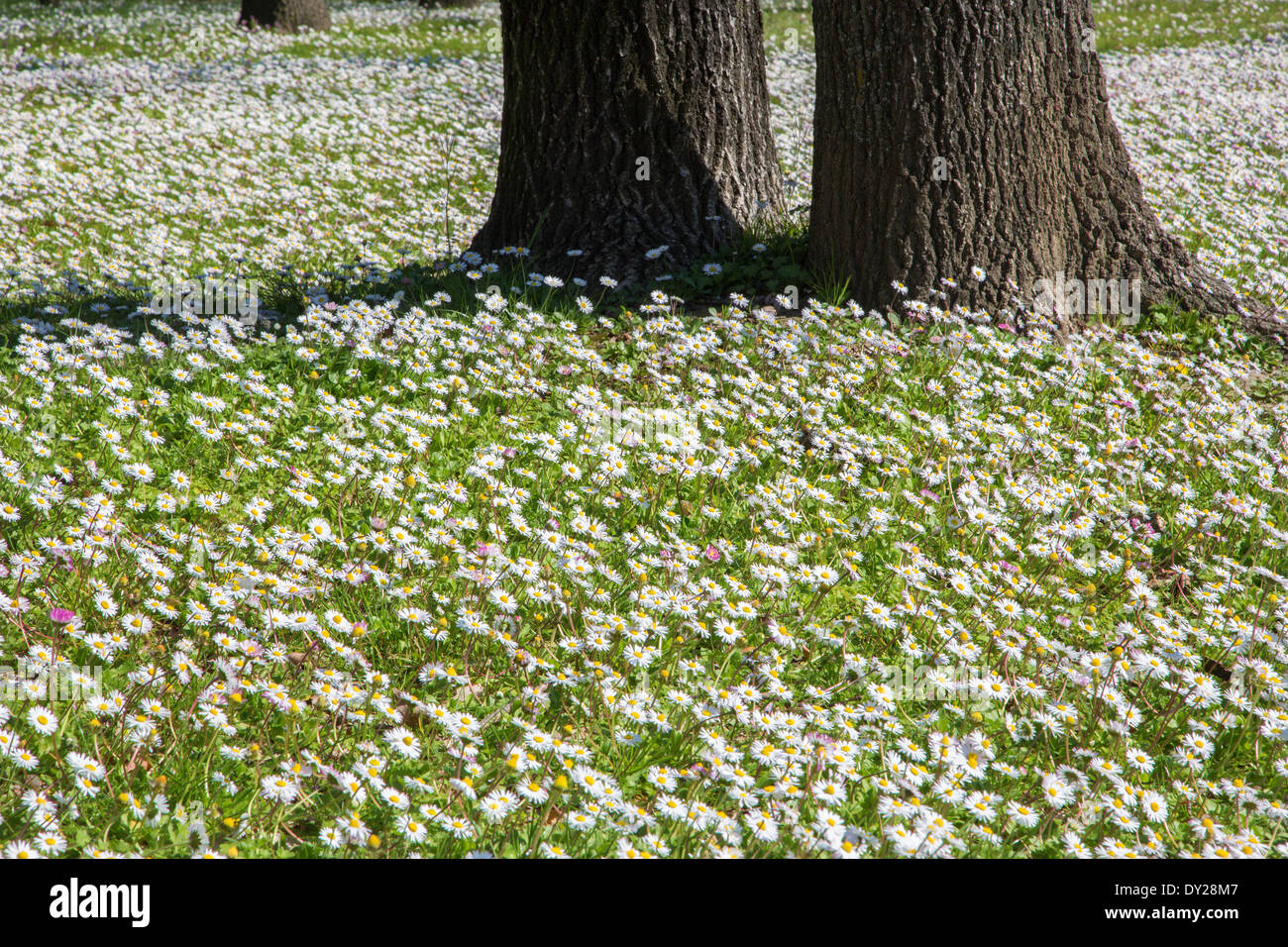 Fiori a margherita nel parco a Bologna Foto Stock