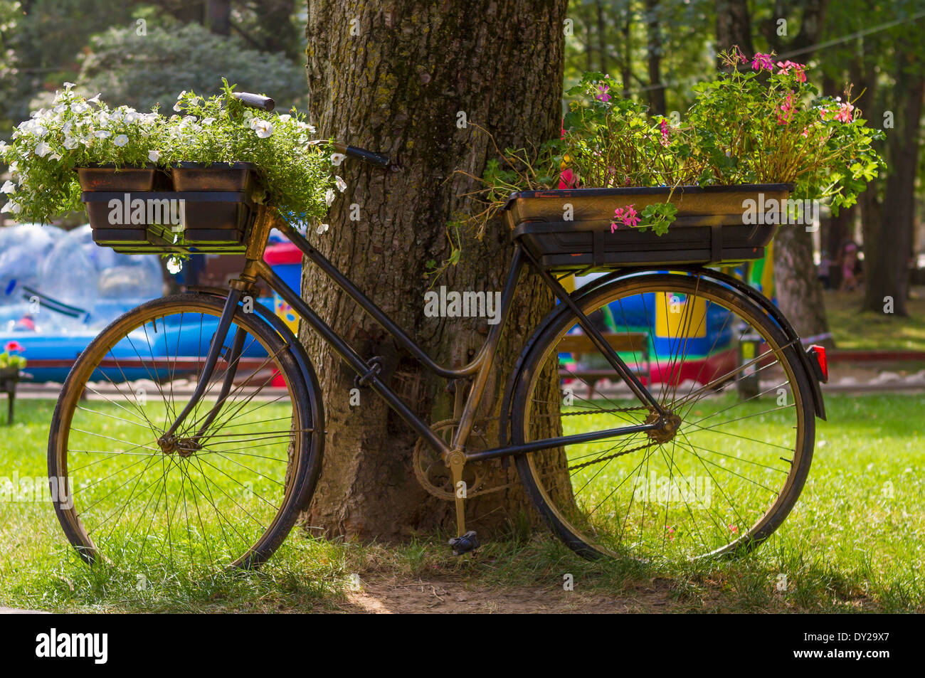 Fiori su una bicicletta nera nel parco. concentrarsi sui fiori bianchi Foto Stock