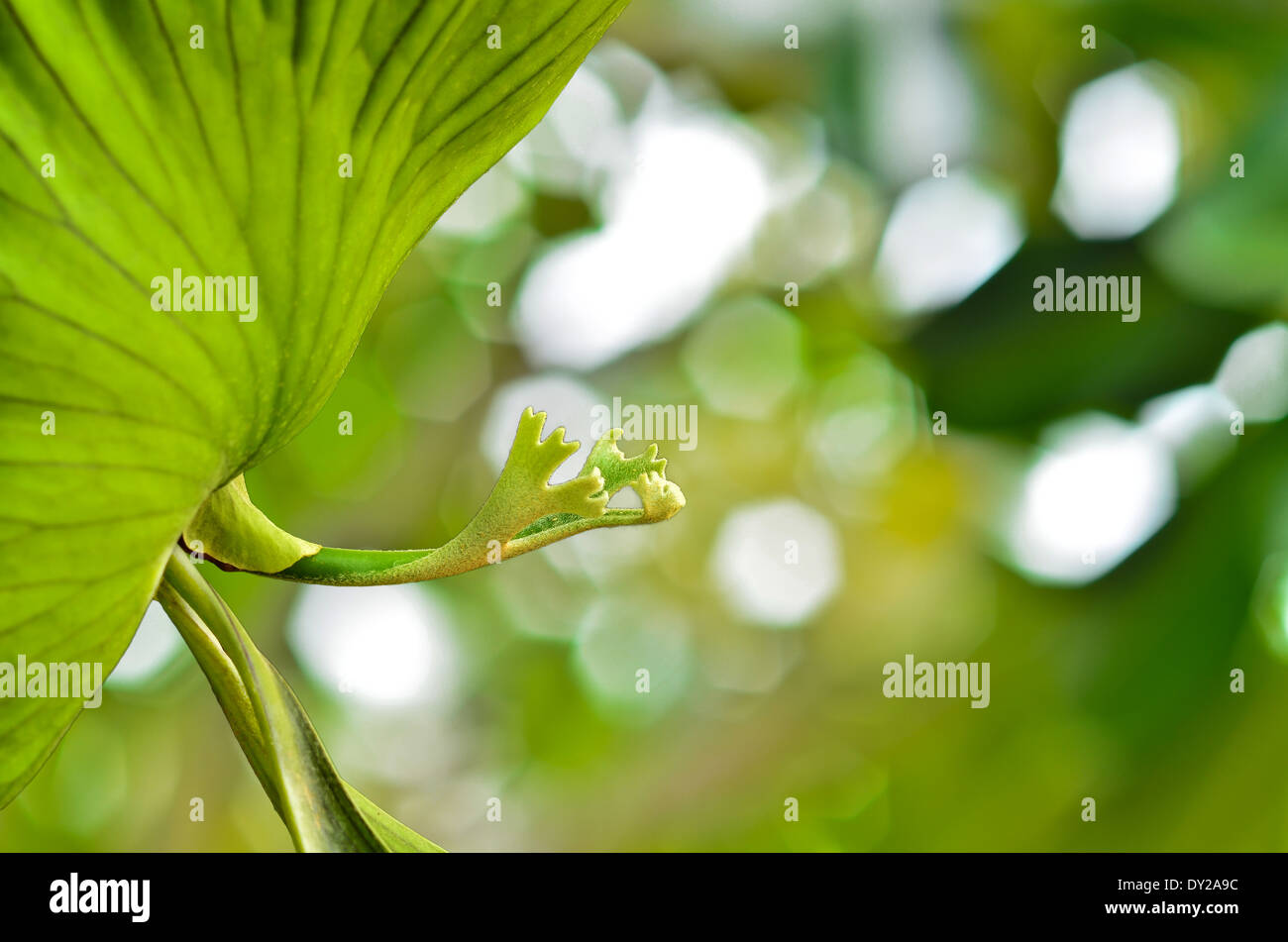 Corona verde Staghorn su soleggiate astratto sfondo bokeh di fondo Foto Stock