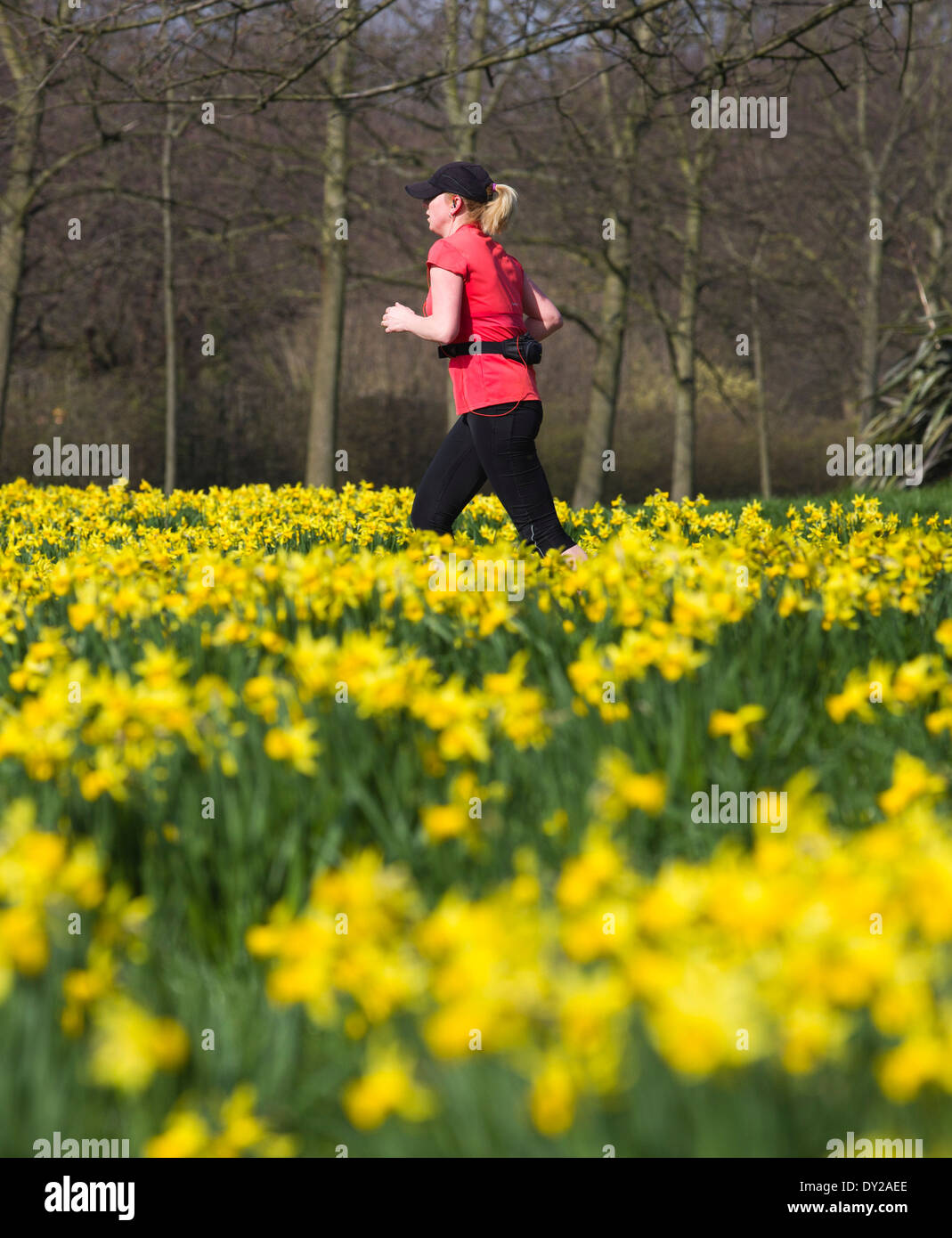Regno Unito, Londra : Una donna fa avanzare passato narcisi in una giornata di sole in Regents Park nel centro di Londra. Foto Stock