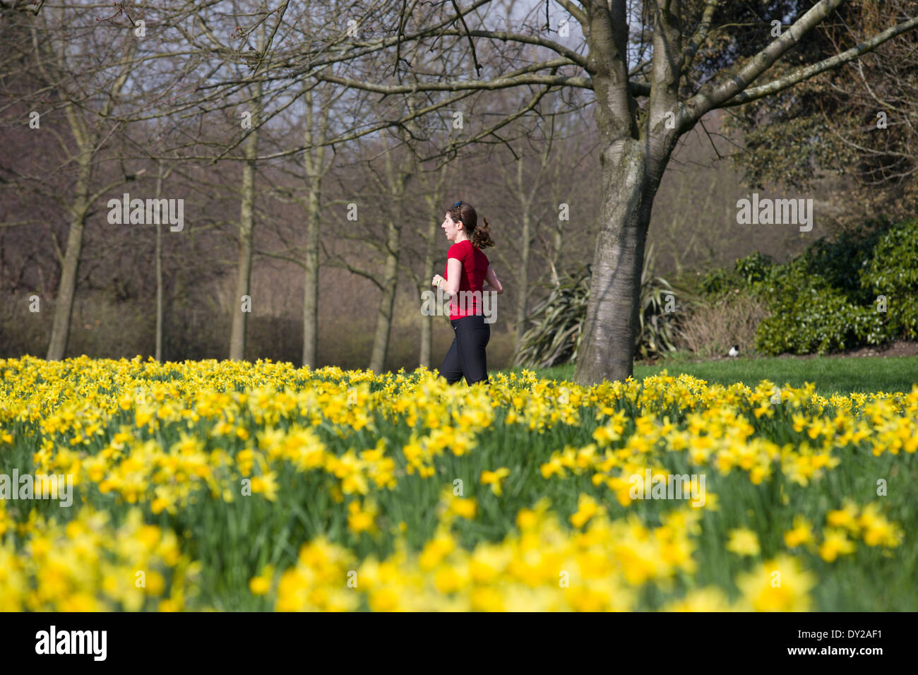 Regno Unito, Londra : Una donna fa avanzare passato narcisi in una giornata di sole in Regents Park nel centro di Londra. Foto Stock