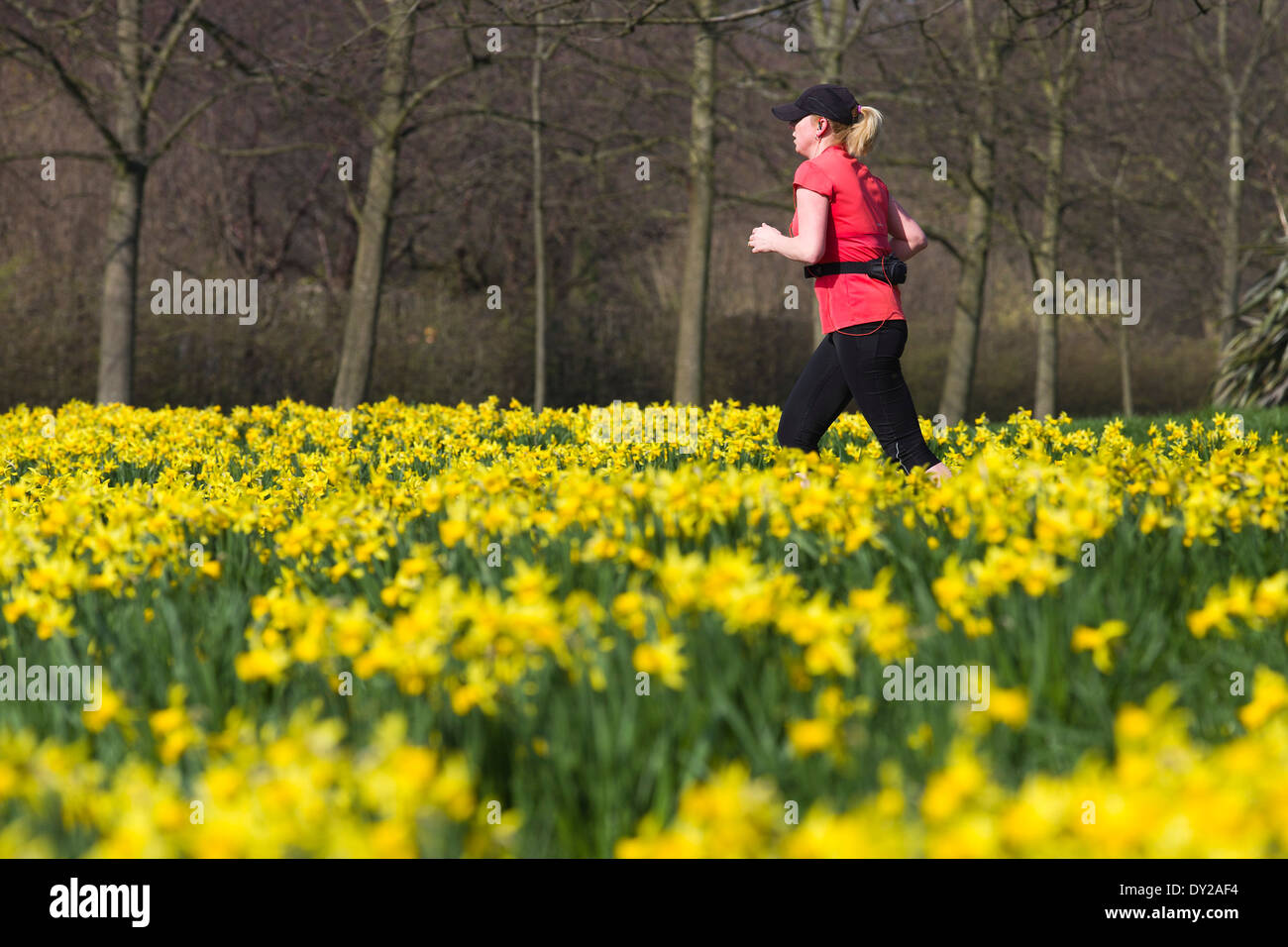 Regno Unito, Londra : Una donna fa avanzare passato narcisi in una giornata di sole in Regents Park nel centro di Londra. Foto Stock