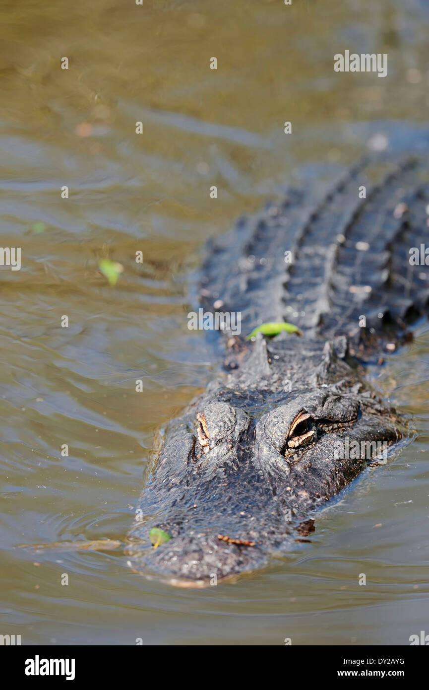 Il coccodrillo americano, Gator o comune (Alligator Alligator mississippiensis), Everglades National Park, Florida, Stati Uniti d'America Foto Stock