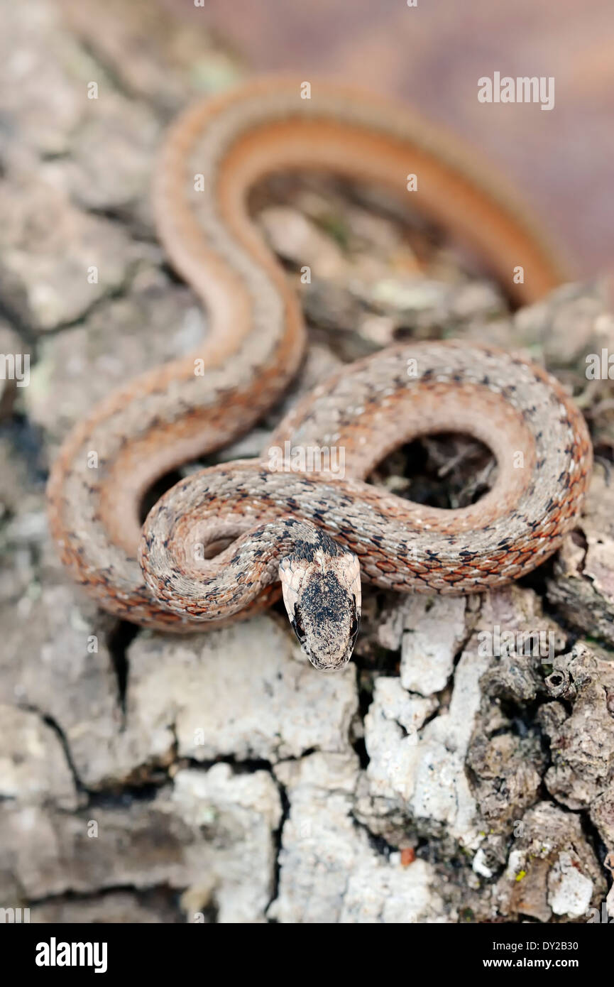 Florida Snake Marrone, Dekay serpente o Dekay di Snake Marrone (Storeria dekayi victa), Florida, Stati Uniti d'America Foto Stock